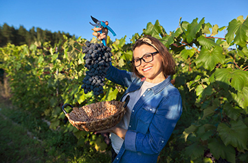 Auvergne-Rhône-Alpes